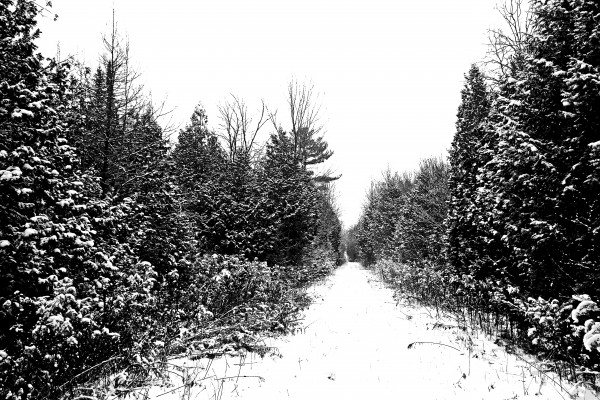 Winter Woods by Deb Oppermann